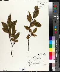 Rhamnus alnifolia image