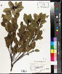 Frangula alnus image