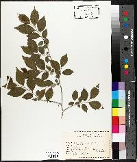 Ulmus pumila image