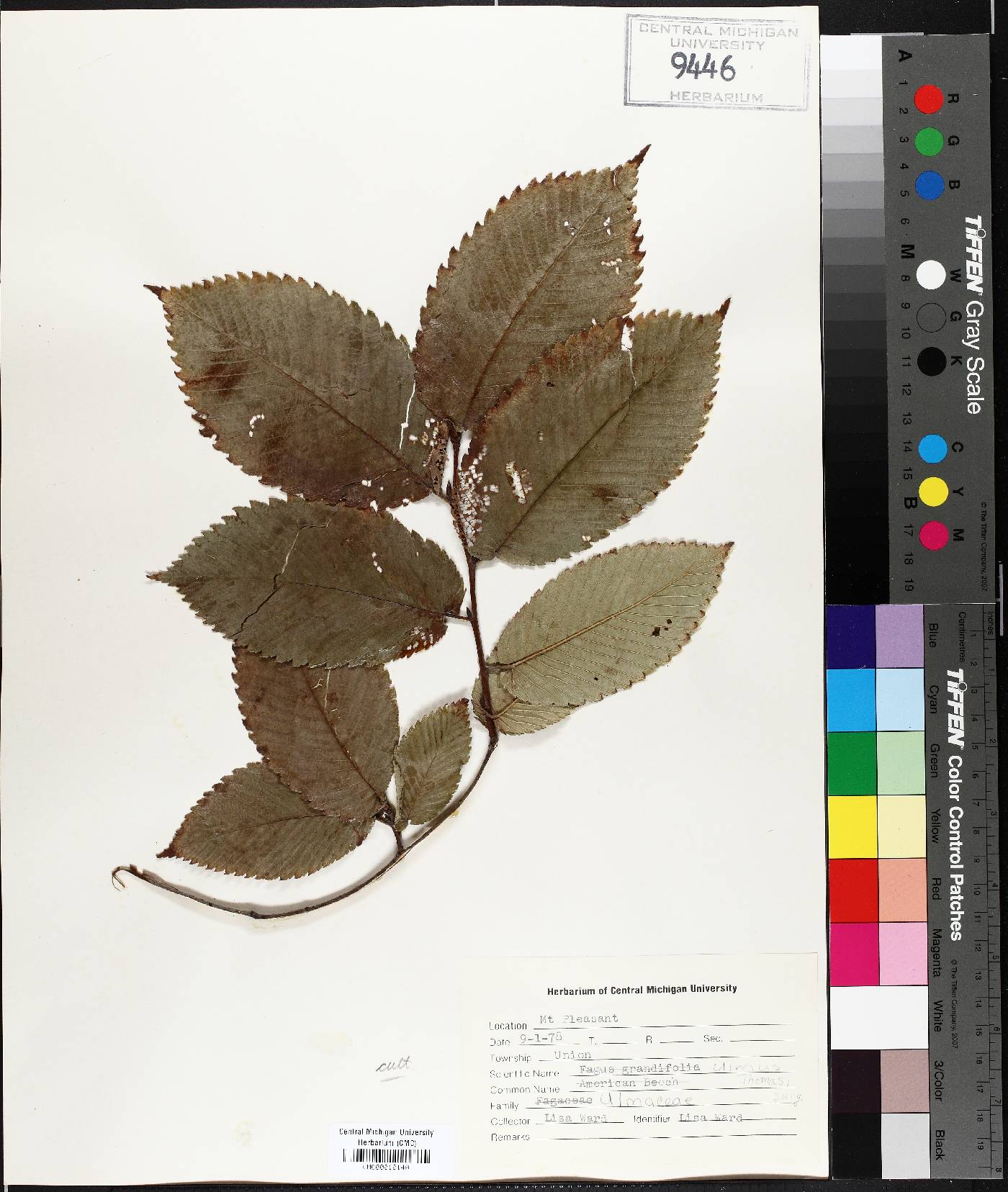 Ulmus thomasii image