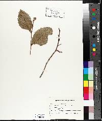 Ulmus thomasii image