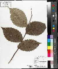 Ulmus thomasii image