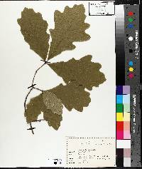 Quercus bicolor image