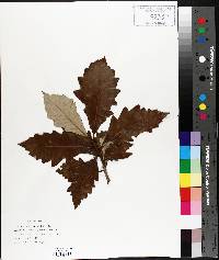 Quercus bicolor image