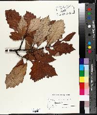 Quercus bicolor image