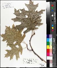 Quercus coccinea image