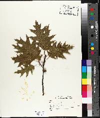Quercus palustris image