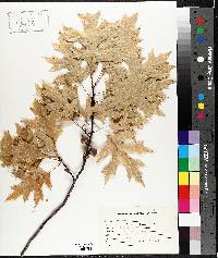 Quercus palustris image