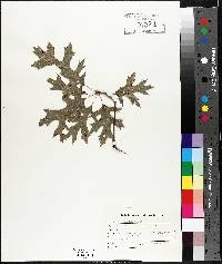 Quercus palustris image