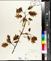 Quercus palustris image