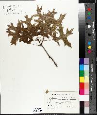 Quercus palustris image