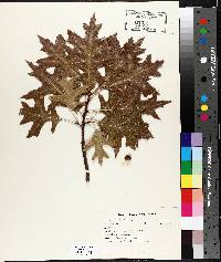 Quercus palustris image