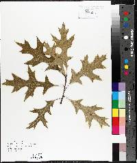 Quercus palustris image