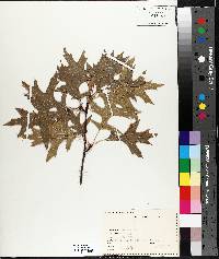 Quercus palustris image