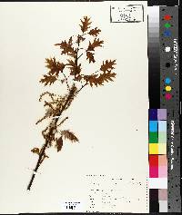 Quercus palustris image