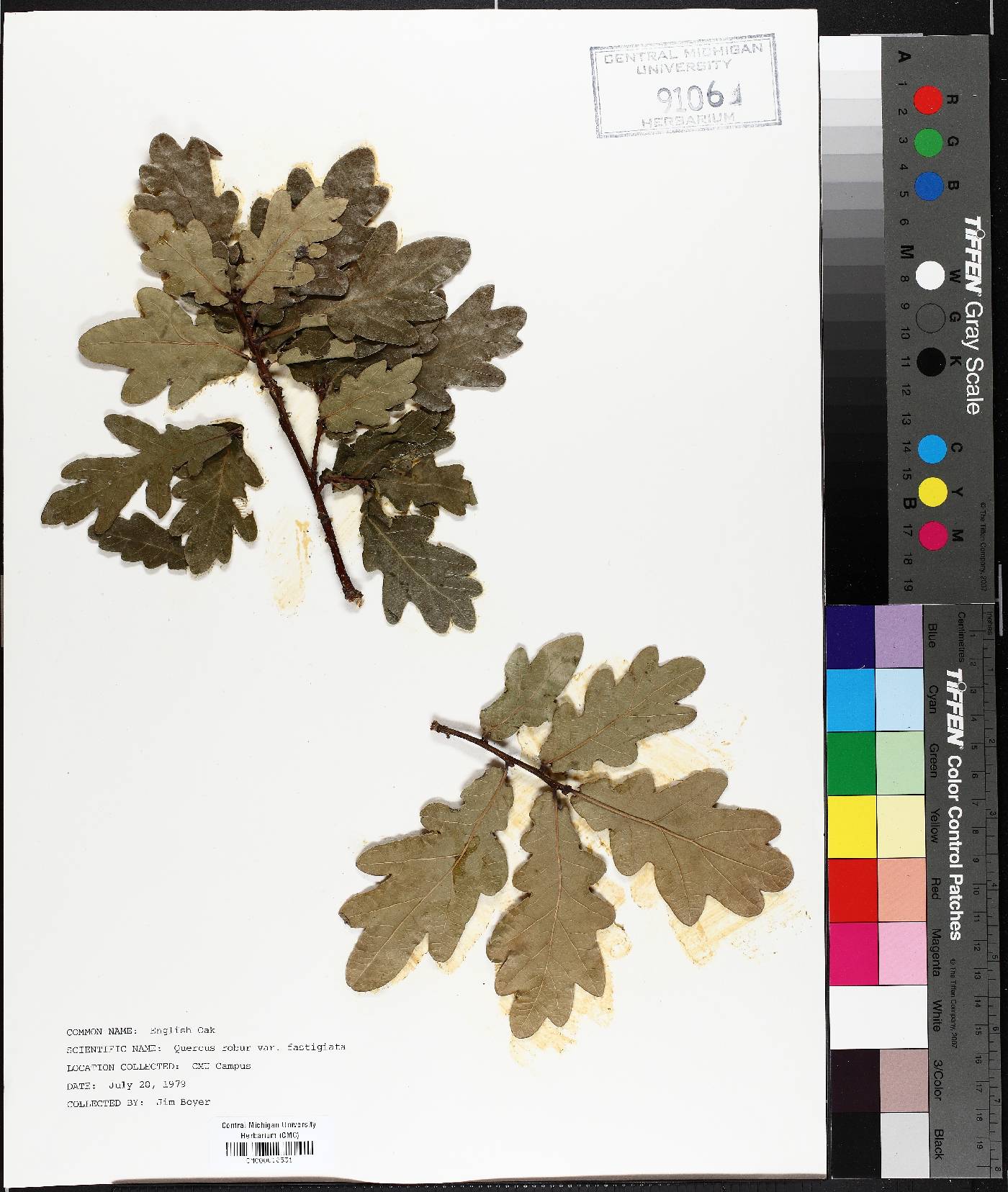 Quercus robur f. fastigiata image