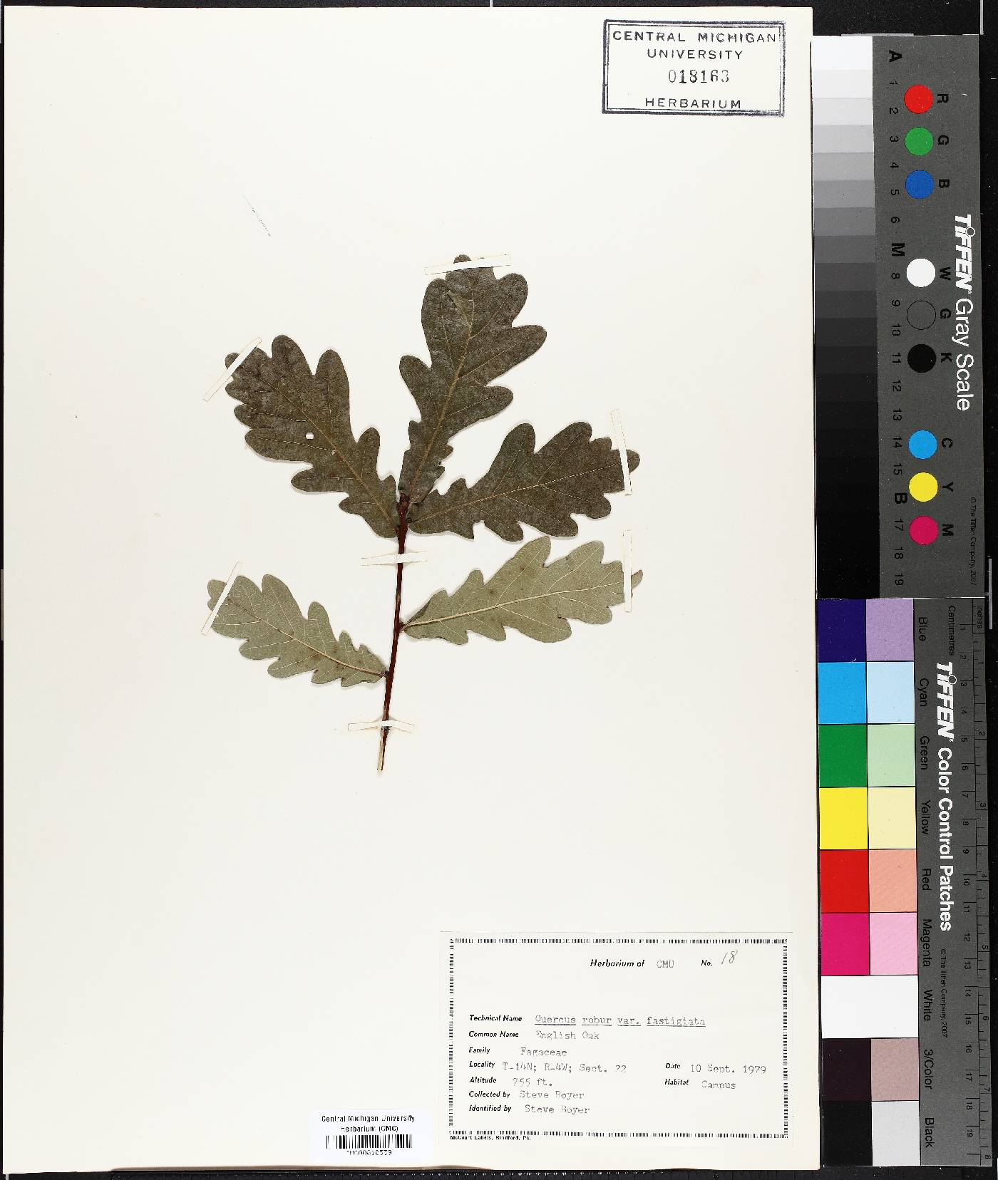 Quercus robur f. fastigiata image