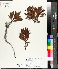 Myrica cerifera image