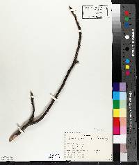 Juglans cinerea image