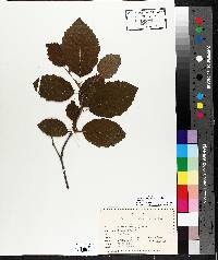 Alnus incana subsp. rugosa image