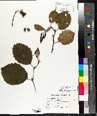 Alnus incana subsp. rugosa image