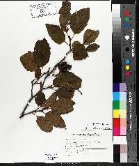 Alnus incana subsp. rugosa image