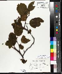 Alnus incana subsp. rugosa image