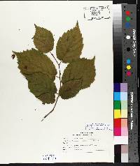 Alnus incana subsp. rugosa image