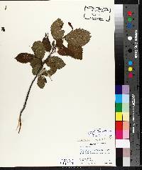 Alnus incana subsp. rugosa image