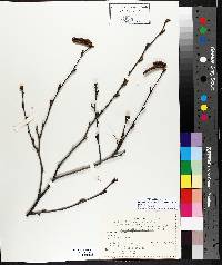 Betula papyrifera image