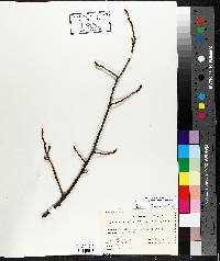 Betula papyrifera image