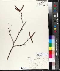 Betula papyrifera image