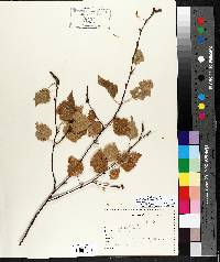 Betula papyrifera image