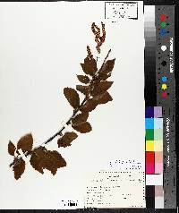 Betula papyrifera image