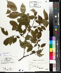 Betula alleghaniensis image