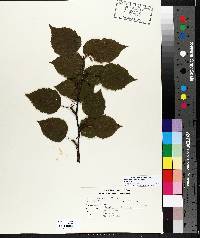 Betula alleghaniensis image