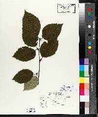 Betula alleghaniensis image