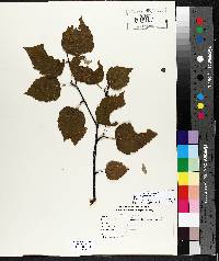 Betula alleghaniensis image