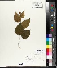 Betula alleghaniensis image