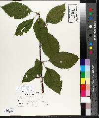 Betula alleghaniensis image