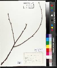 Betula alleghaniensis image