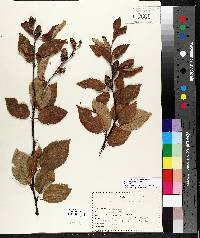 Betula alleghaniensis image