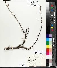 Betula alleghaniensis image