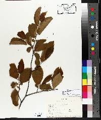 Betula alleghaniensis image