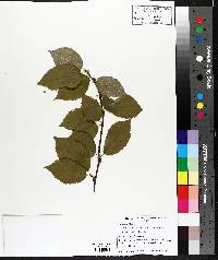 Betula alleghaniensis image