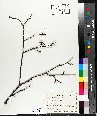 Betula alleghaniensis image