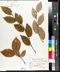 Betula alleghaniensis image