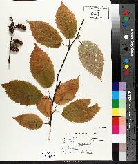 Betula alleghaniensis image