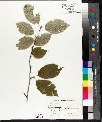 Betula alleghaniensis image