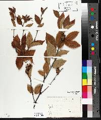 Betula alleghaniensis image